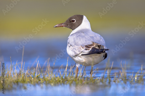 Black-headed gull bird in wetland