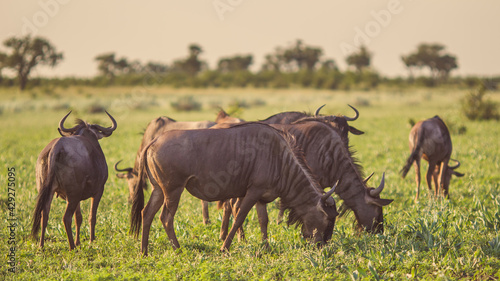 Fototapeta Naklejka Na Ścianę i Meble -  Blue Wildebeest herd grazing at sunset