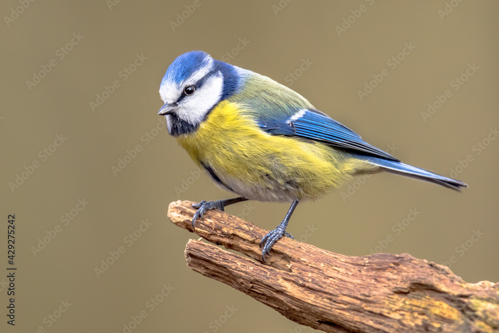 Eurasian Blue Tit perched on log looking Eurasian Blue Tit perched on log looking