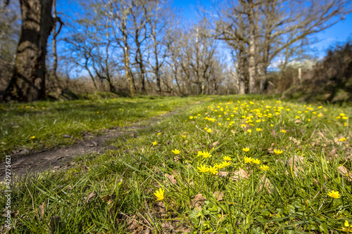 yellow flower of pilewort in spring