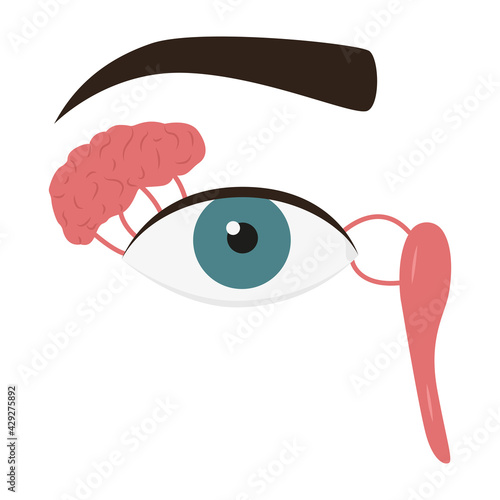 Human eye and lacrimal gland. Medical vector illustration photo
