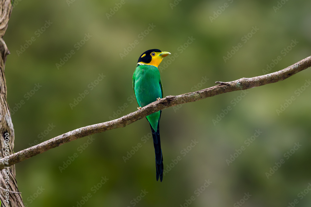 colorful bird long tailed broadbill on tree branch, kaeng krachan national park, thailand