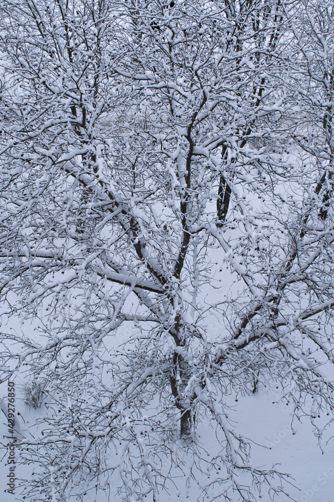 Tree covered with snow. Snowy branches and winter wonderland background. Top view, vertical image Tree covered with snow. Snowy branches and winter wonderland background. Top view, vertical image