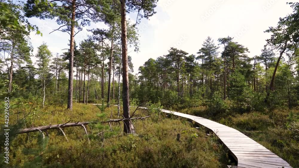 Walking slowly through bog forest in Lithuania Musos high bog reserve on a sunny summer day. The longest educational wooden boardwalk tray in Lithuania. Gimbal steadycam shot. First person view. Walking slowly through bog forest in Lithuania Musos high bog reserve on a sunny summer day. The longest educational wooden boardwalk tray in Lithuania. Gimbal steadycam shot. First person view.