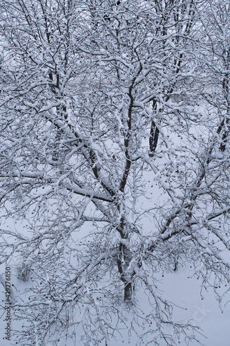 Tree covered with snow. Snowy branches and winter wonderland background. Top view, vertical image