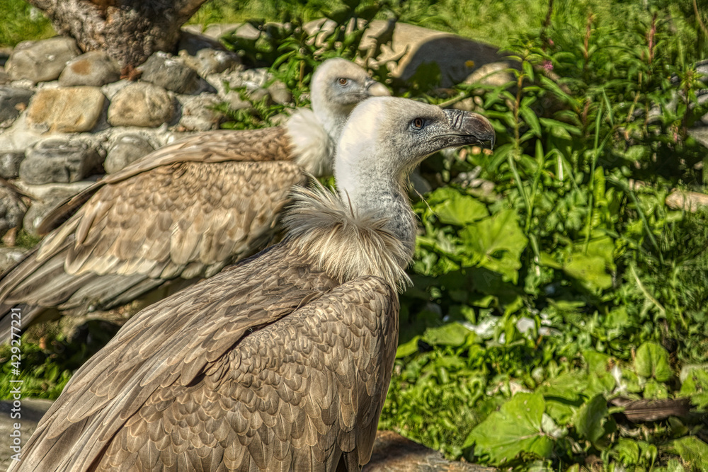 Two adult vultures against the background of green plants. Two adult vultures against the background of green plants.