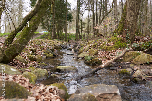 small stream in the deciduous forest near Bad Iburg in Germany photo