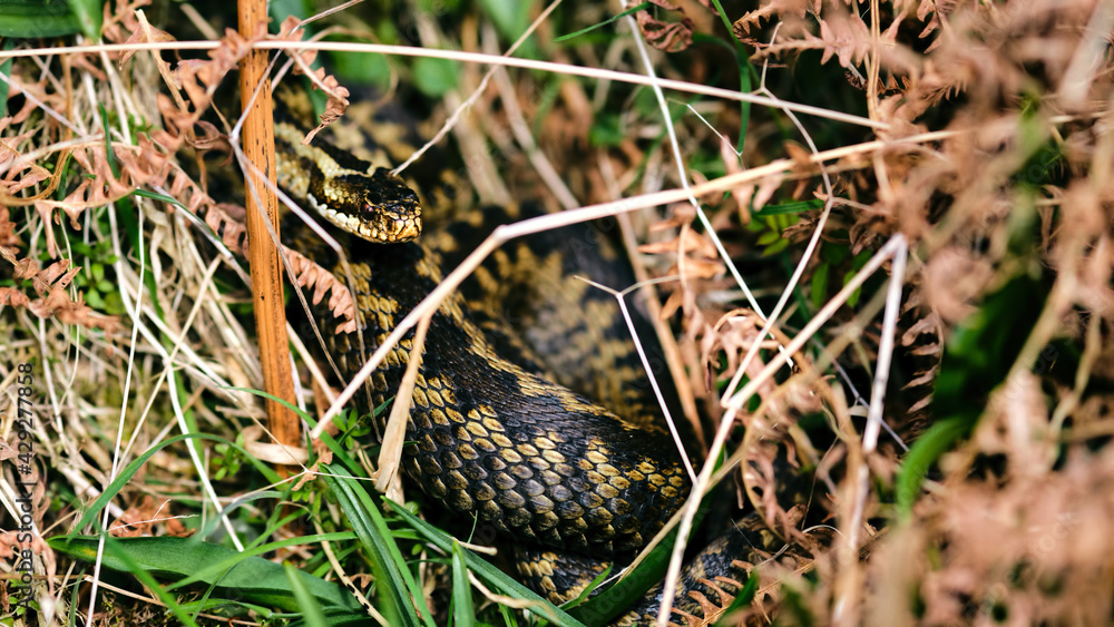 Venomous adder snake coiled in bracken and grass Venomous adder snake coiled in bracken and grass