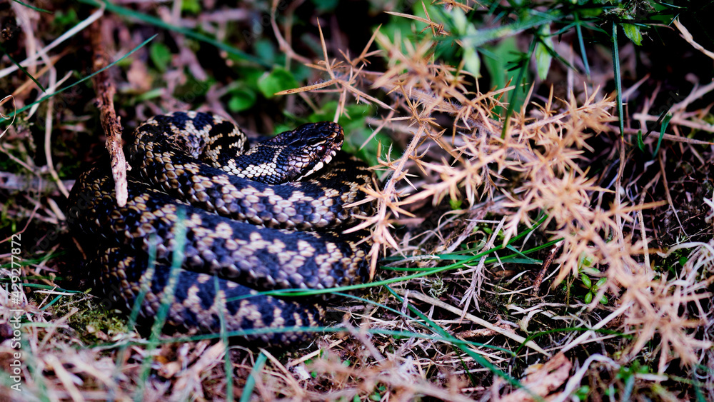 Venomous adder snake coiled up in grass and bracken Venomous adder snake coiled up in grass and bracken