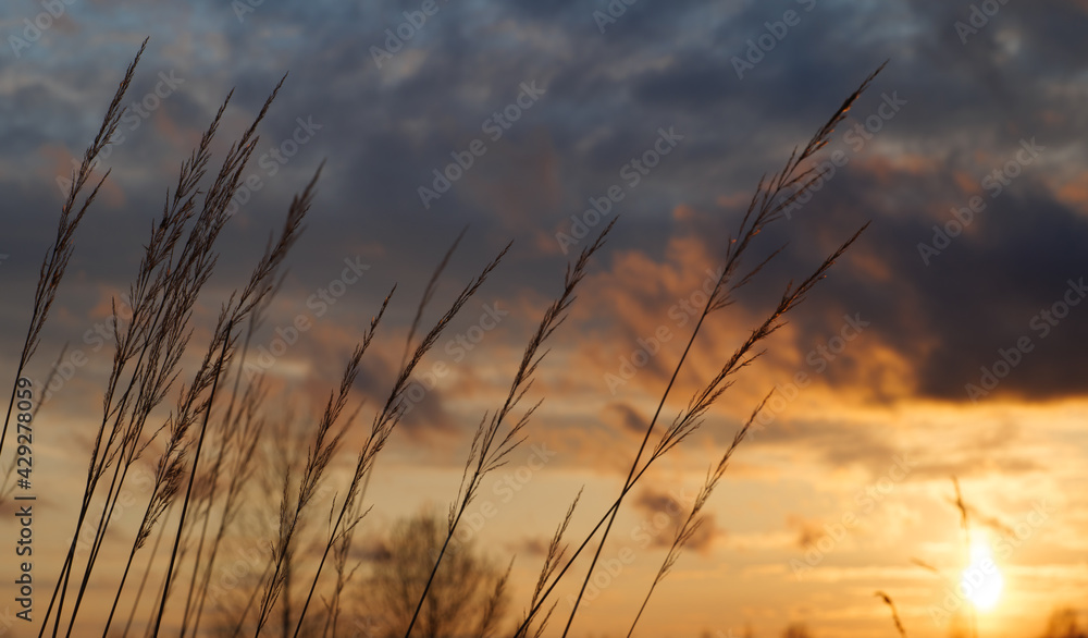 landscape with a beautiful sunset on a spring meadow landscape with a beautiful sunset on a spring meadow
