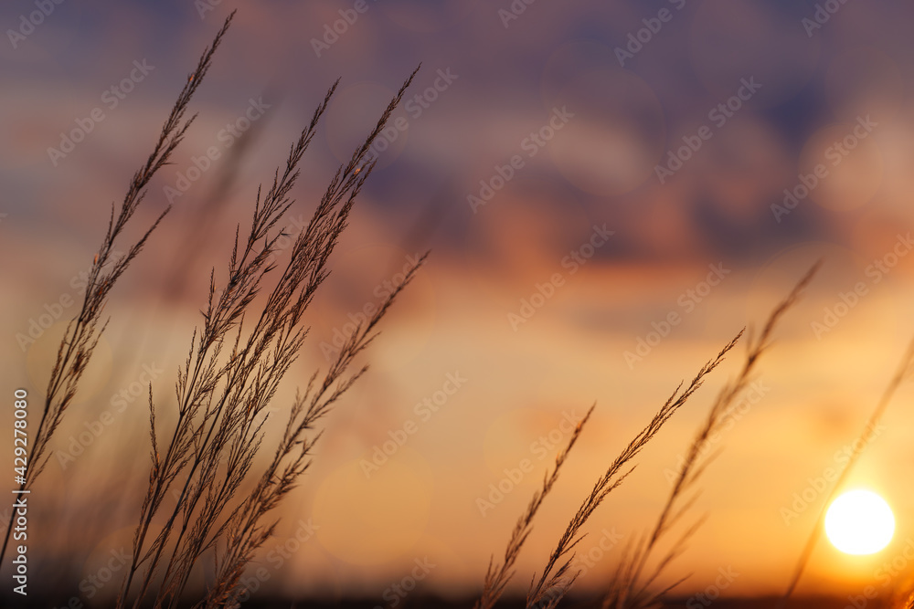 landscape with a beautiful sunset on a spring meadow