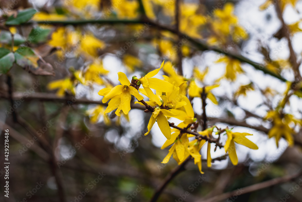 Yellow flowers on the Forsythia bush (lat. Forsythia), on a blurry background on a sunny day. The first spring flowers. Yellow flowers on the Forsythia bush (lat. Forsythia), on a blurry background on a sunny day. The first spring flowers.