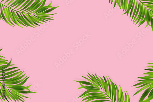 Coconut leaves on a pink background. Vector