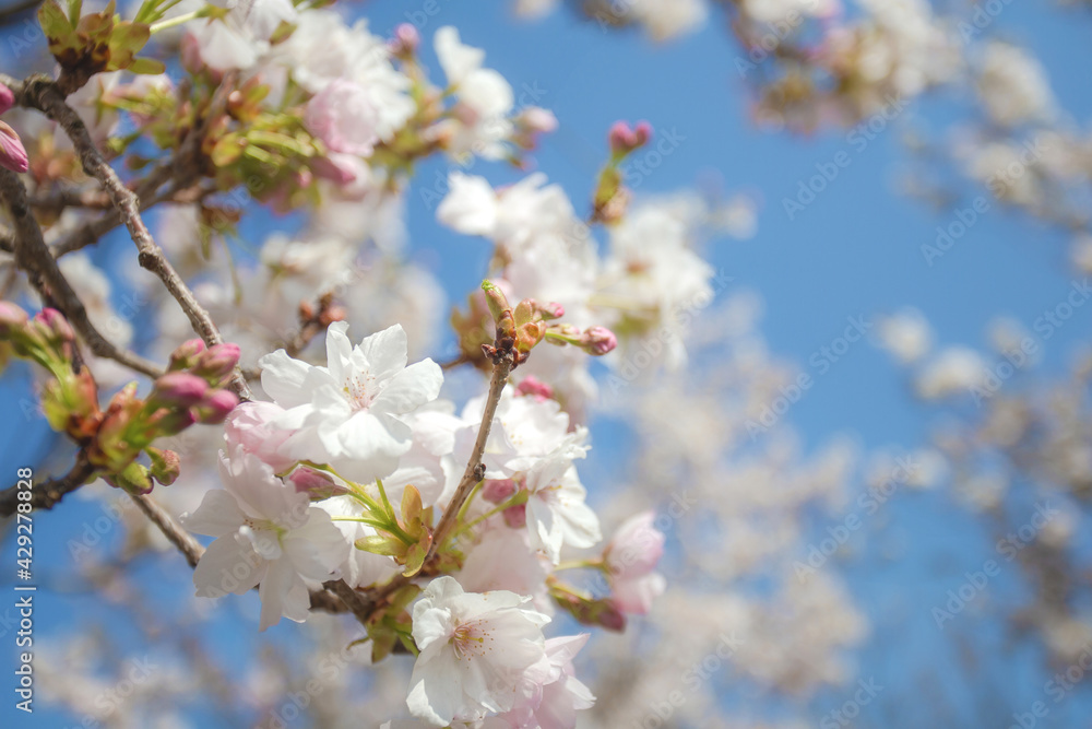Beautiful colorful fresh spring flowers with clear blue sky. Cherry blossom bright pastel white and pink colors, summer and spring background full bloom close up Beautiful colorful fresh spring flowers with clear blue sky. Cherry blossom bright pastel white and pink colors, summer and spring background full bloom close up