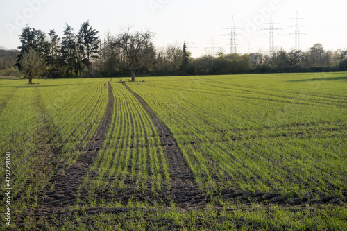 freshly sown cornfield in the spring with fresh green color and with fresh tractor track in the ground. Sunny daylight and agriculture scenery in Schwanheim, near Frankfurt