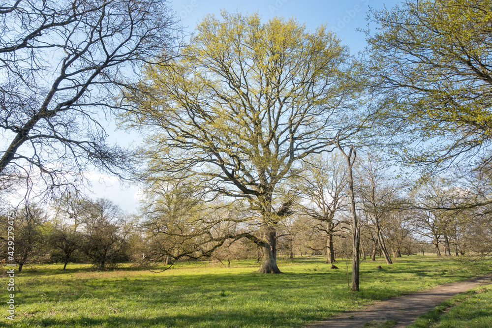Freestanding large old oak tree with a few first leaves in the spring time in the middle of an green meadow with a path in the corner of the picture in Freestanding large old oak tree with a few first leaves in the spring time in the middle of an green meadow with a path in the corner of the picture in
