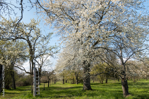 Blooming fruit orchard with several blooming Apple trees in the spring. fresh green grass and blue sky at daylight. Beautiful spring colors of blooming fruit trees in orchard near Frankfurt