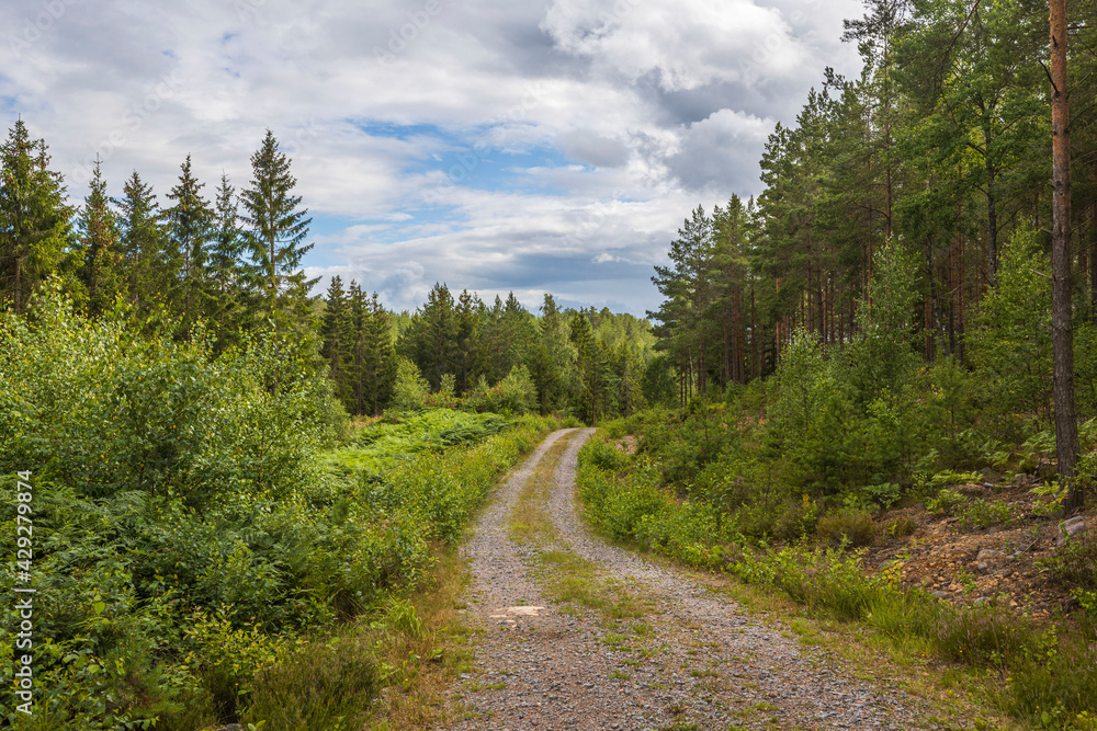 Beautiful nature landscape view of gravel road in forest. Sweden.