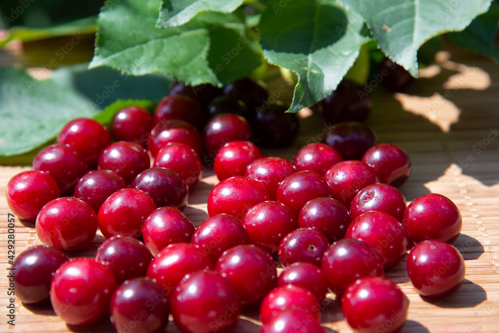Red cherry berries on the background of green leaves of garden trees. The concept of healthy natural food
