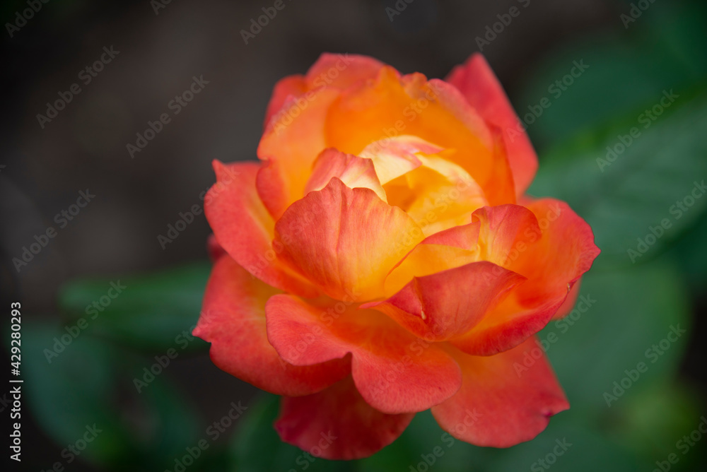 A large fiery red rose close-up. The concept of beauty A large fiery red rose close-up. The concept of beauty
