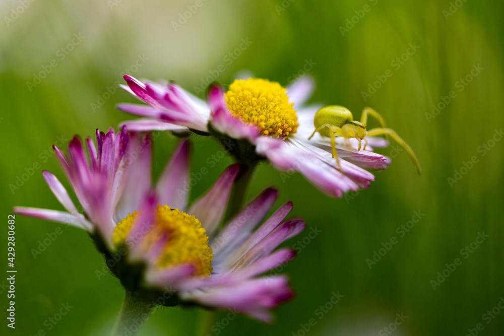 Obraz premium Misumessus oblongus, the green crab spider on a flower. 