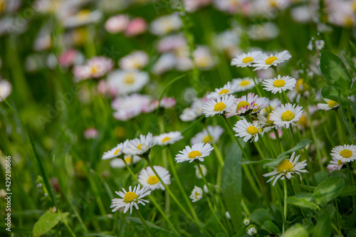 Chamomile flowers in a sunny garden. 