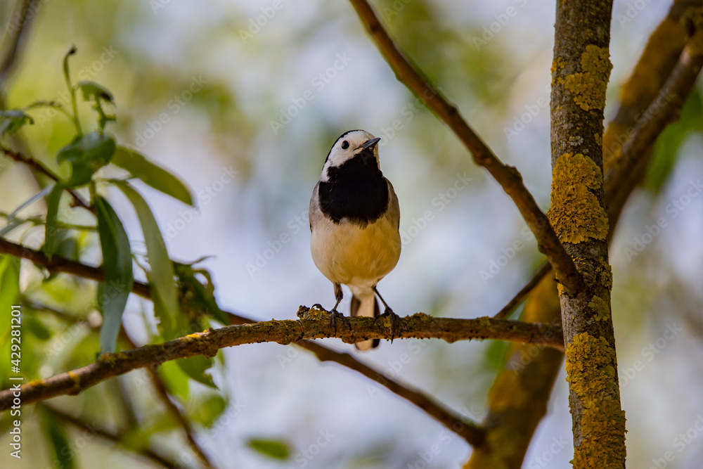 Wagtail with a worm in its beak sitting on a branch in summer. Wagtail with a worm in its beak sitting on a branch in summer.