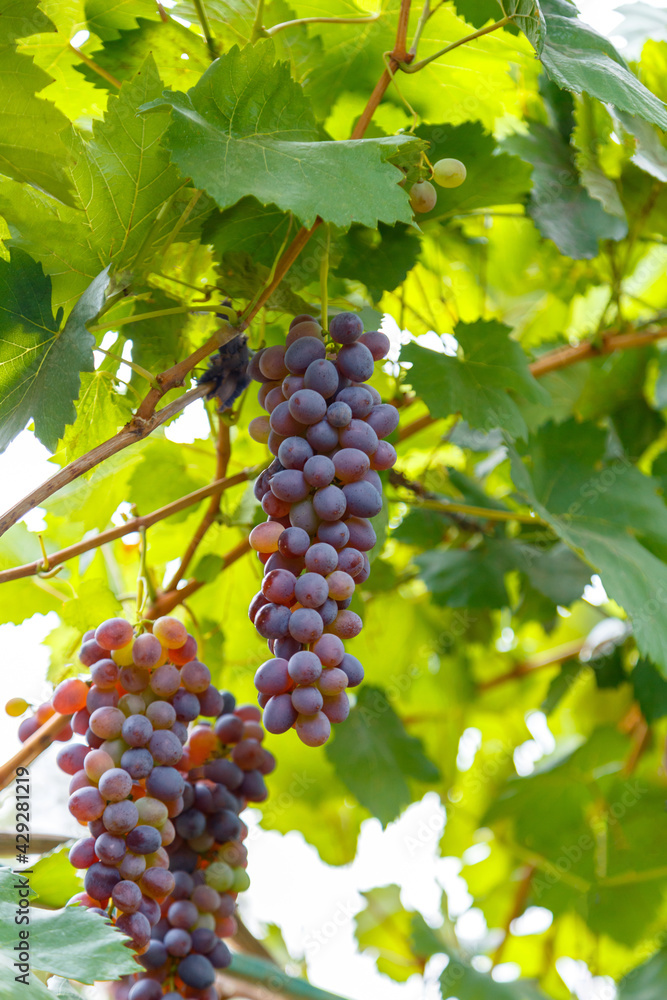 Red Grape growing on wine in vineyard. Ripe Grape fruit harvest in nature for food and vine in autumn.