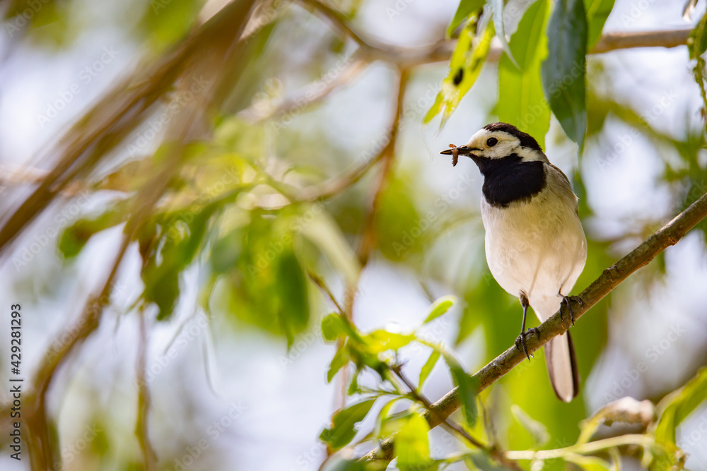 Wagtail with a worm in its beak sitting on a branch in summer. Wagtail with a worm in its beak sitting on a branch in summer.