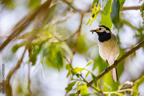 Wagtail with a worm in its beak sitting on a branch in summer. 