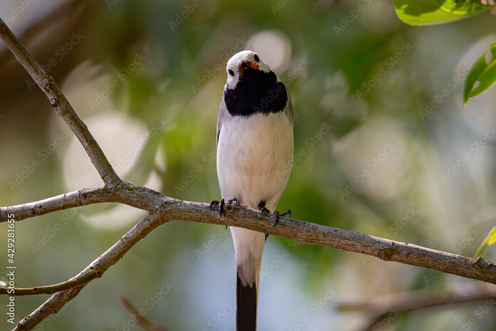 Wagtail with a worm in its beak sitting on a branch in summer. Wagtail with a worm in its beak sitting on a branch in summer.