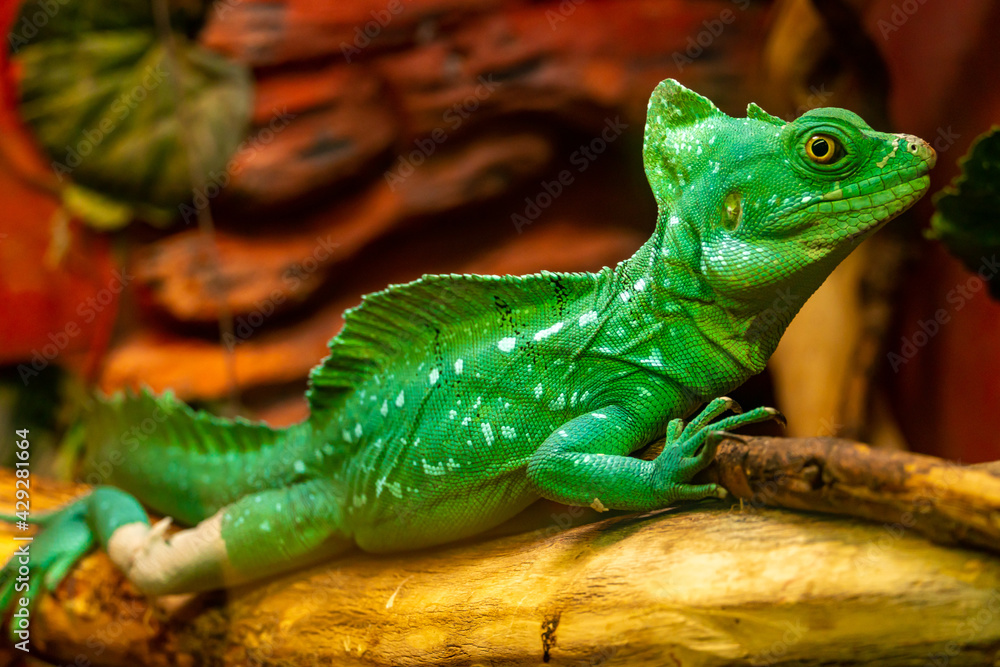 Fototapeta premium Chameleon disguises itself among the leaves of trees in the rainforest. Green chameleon merges with the environment