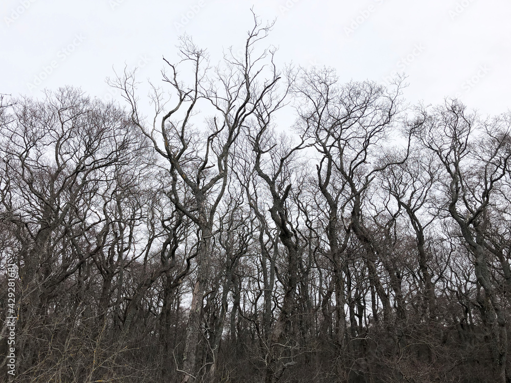 Uneven wavy trees against a gloomy sky
