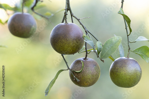 Citrus rust mites damage on oranges. Brown rot is a common citrus tree problem.