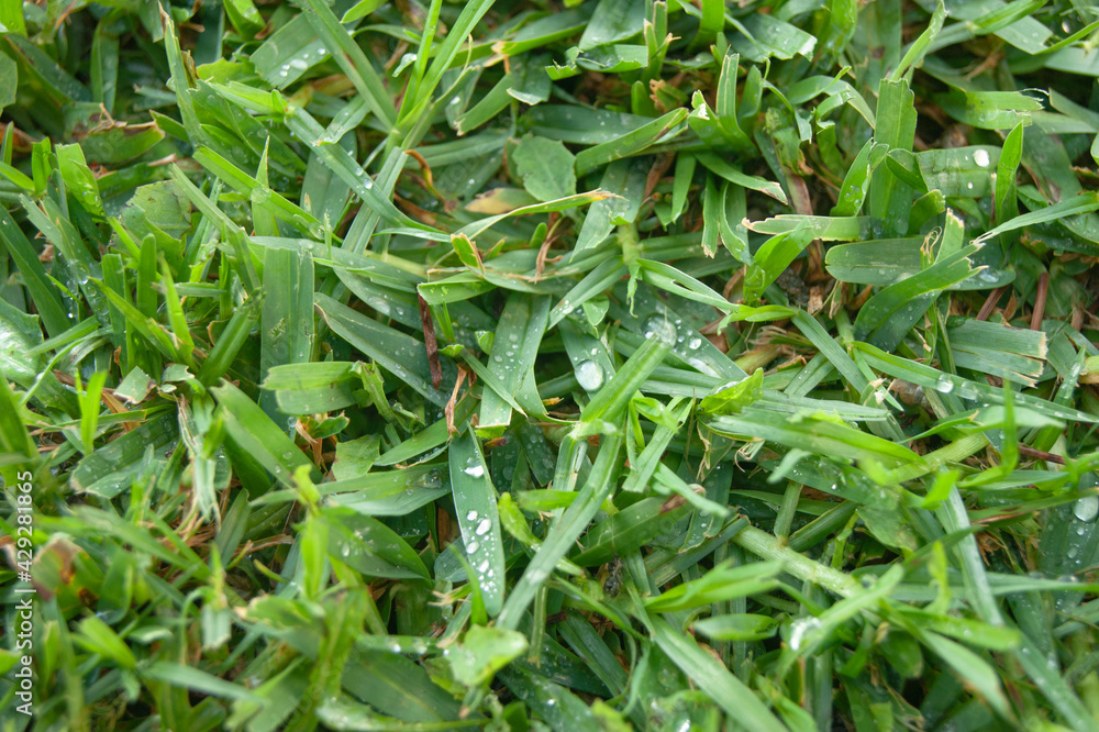 close up of green grass dampened by the dew of a summer morning.