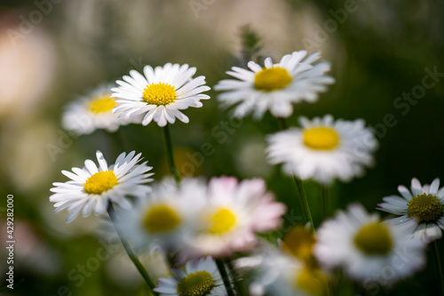 Chamomile flowers in a sunny garden.  