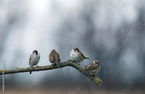 small sparrow birds perch on a branch in a rainy garden