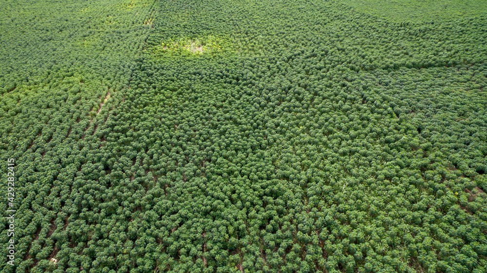 Aerial view Rows of cassava in farm pattern. Copy space for background. Aerial view Baby cassava or manioc plant on field. Cassava field for natural background take photo with drone. Aerial view Rows of cassava in farm pattern. Copy space for background. Aerial view Baby cassava or manioc plant on field. Cassava field for natural background take photo with drone.