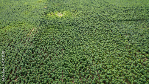 Aerial view Rows of cassava in farm pattern. Copy space for background. Aerial view Baby cassava or manioc plant on field.  Cassava field for natural background take photo with drone. © kanpisut