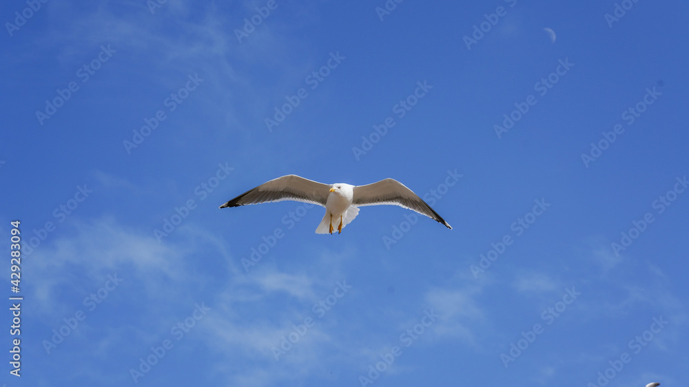 Obraz premium seagull flying in the sky