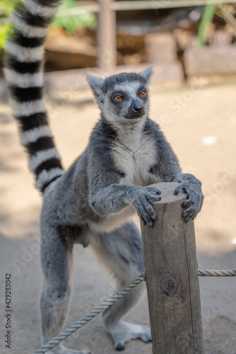 Fototapeta Naklejka Na Ścianę i Meble -  A close up shot of a ring-tailed lemur.