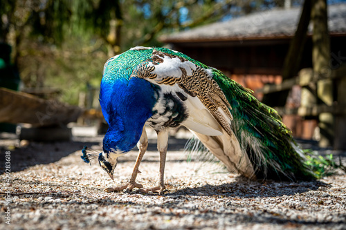 Portrait of a blue peacock. Male Indian peafowl with long tail. Beauty in nature.