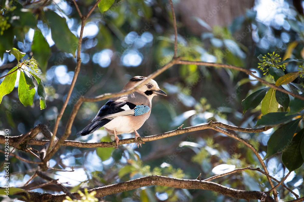 Jay bird on a twig A small grey bird with blue wings, a genus of passerines Jay bird on a twig A small grey bird with blue wings, a genus of passerines