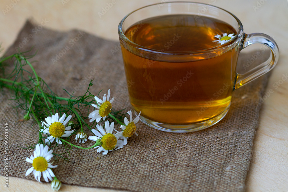 hot drinks. mug of chamomile tea on sackcloth. glass cup of hot Herbal chamomile tea on a wooden table with copy space with fresh flowers and green leaves on light background. hot drinks. mug of chamomile tea on sackcloth. glass cup of hot Herbal chamomile tea on a wooden table with copy space with fresh flowers and green leaves on light background.