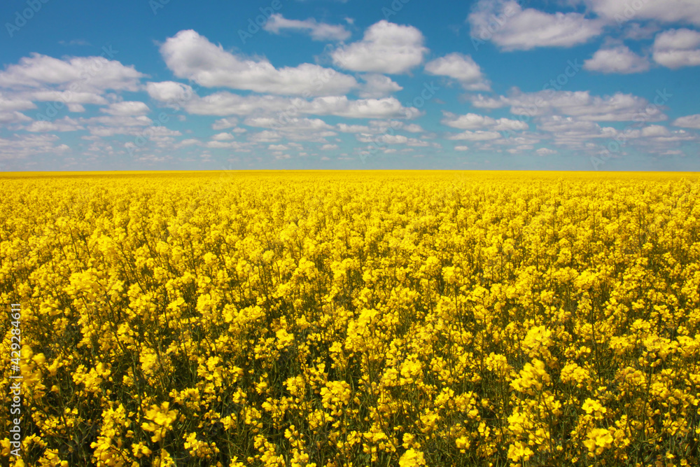 Obraz premium Expansive Canola Rapeseed Crop Field in Rural Kansas