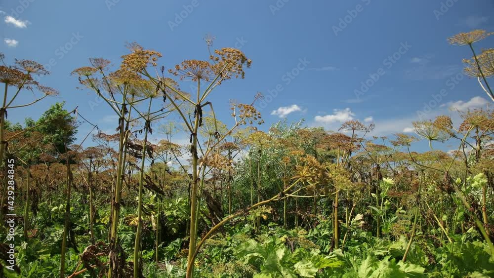 Giant dangerous allergic hogweed plant growing in field. Poisonous heracleum Giant dangerous allergic hogweed plant growing in field. Poisonous heracleum