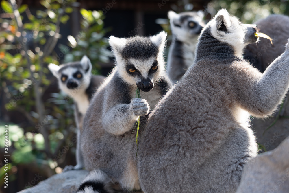 Obraz premium A ring-tailed lemur eating.
