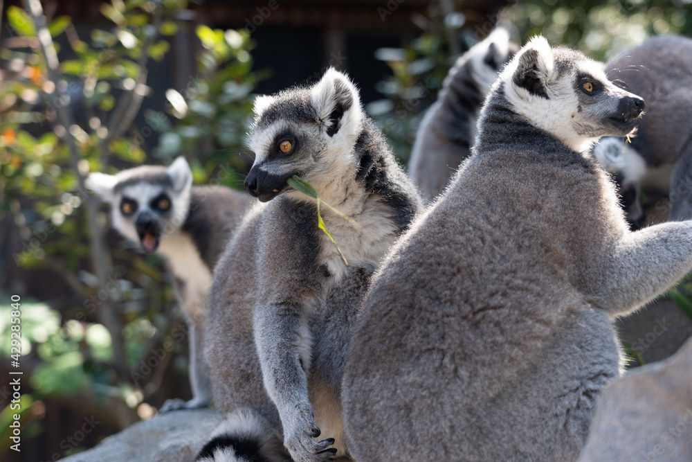 Fototapeta premium A close up shot of a ring-tailed lemur.