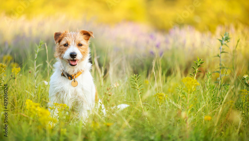 Banner of a happy cute pet dog puppy as sitting and listening ears in a meadow grass, flower herb field in summer.