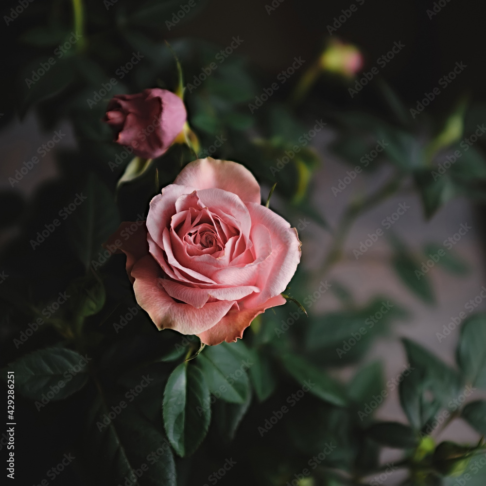 Close-up of potted pink miniature rose in vintage style, photographed with natural light. Close-up of potted pink miniature rose in vintage style, photographed with natural light.